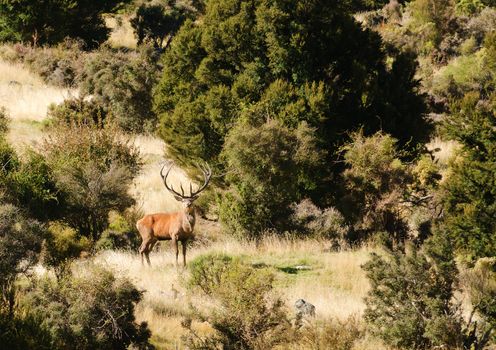 red, deer, daw, cervus, elaphus, mammal, animal, wild, mountinous, seaward, range, sunrise, 