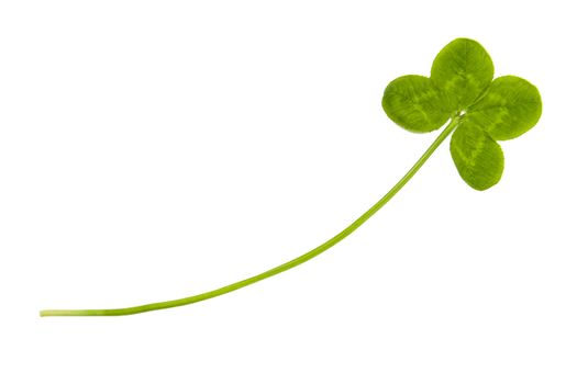 Four leaf clover isolated on the white background