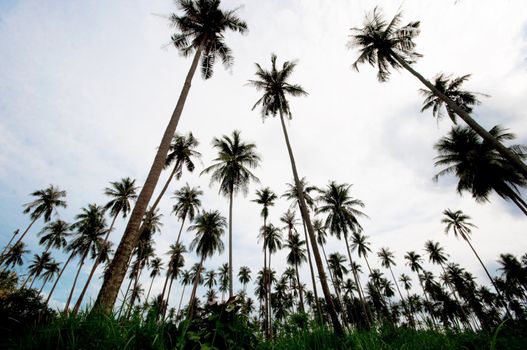 the landscape of coconut farm
