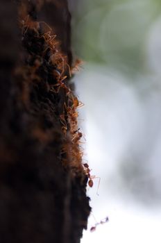 red ants on the tree