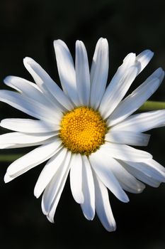 One happy, big, bright and beautiful daisy flower