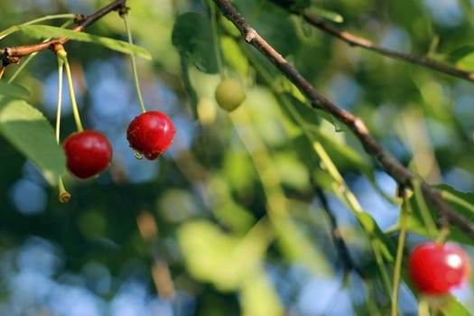 Red cherries with a drops after rain