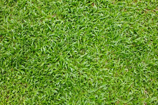 Stock Photo - green grass background