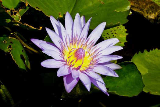 Stock Photo - Purple lotus in the park.