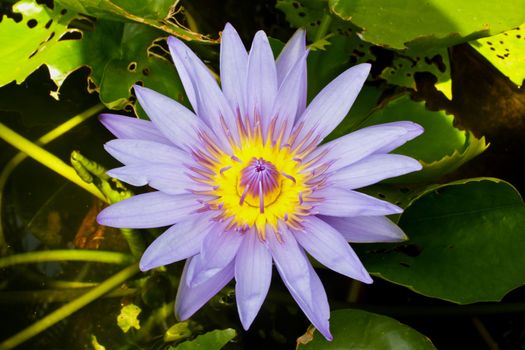 Stock Photo - Purple lotus in the park.