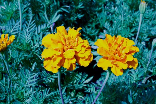 Stock Photo - Yellow flower