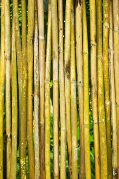 Stock Photo -tropical plant golden bamboo