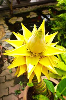 Stock Photo - Yellow flower