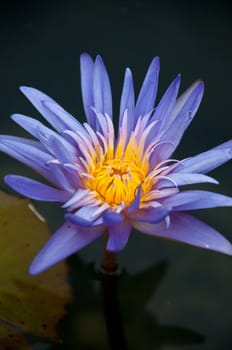 Water lily