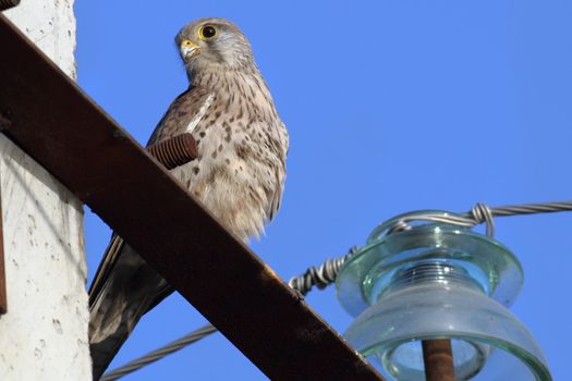 Sparrowhawk sitting on a power line pole