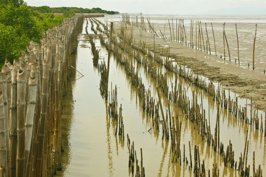 Stock Photo - Bamboo dam and Mangrove farm