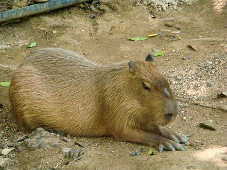 The European beaver or Eurasian beaver