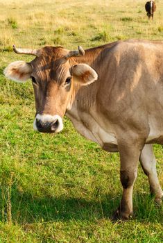 Portrait of brown cow gazing to the camera
