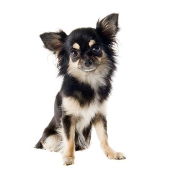 portrait of a cute purebred  puppy chihuahua in front of white background