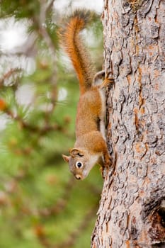 Curious cute American Red Squirrel, Tamiasciurus hudsonicus, climbing head first down a pine tree trunk
