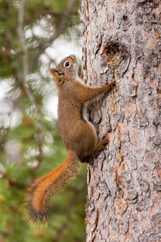Curious cute American Red Squirrel, Tamiasciurus hudsonicus, climbing up a pine tree trunk