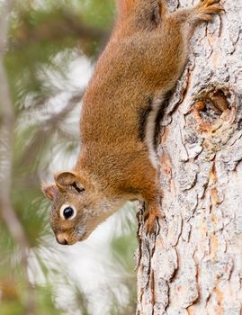 Curious cute American Red Squirrel, Tamiasciurus hudsonicus, climbing head first down a pine tree trunk