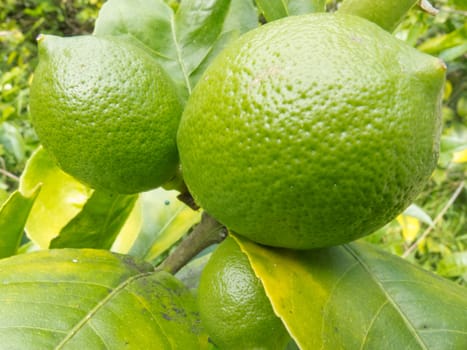 Closeup of a good crop of still green lemon fruits growing on tree