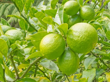 Closeup of a good crop of still green lemon fruits growing on tree