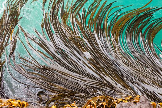 Bull Kelp or Durvillaea Antarctica blades floating on ocean surface background texture pattern