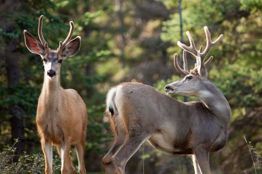 Two mule deer bucks (Odocoileus hemionus) with velvet antlers in the wild. Friendly interaction before rut.
