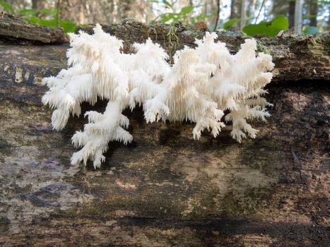 Beautiful Coral spine fungus, Coral Hericium or Hericium coralloides is an delicious edible white mushroom looking like icicles growing on dead wood