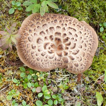 Edible Shingled Hedgehog Mushroom (Hydnum imbricatm) growing among moss and leafy plants on green forest floor