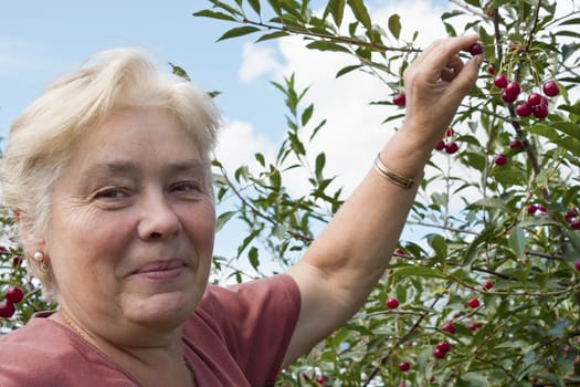  Woman in a garden collects cherry berries