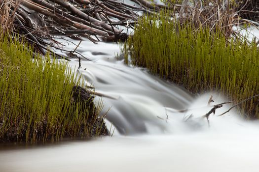 Water of creek cascading over obstructing wood debris of beaver dam forming a small waterfall with silky appearance of long exposure