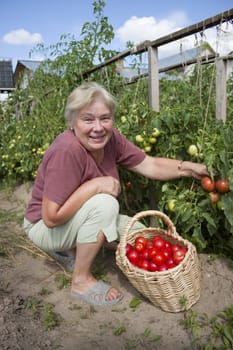 Elderly mistress of a kitchen garden reaps a crop