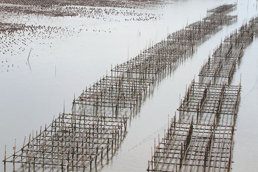 Shellfish farm, Thailand