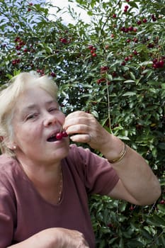  Woman in a garden collects cherry berries