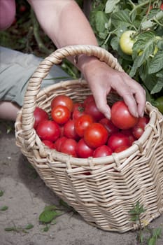 Plentiful fructification of tomatoes on a plantation of an open ground