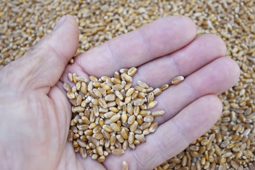 A handful of wheat grains in a men's hand
