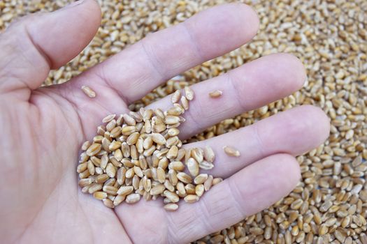 A handful of wheat grains in a men's hand