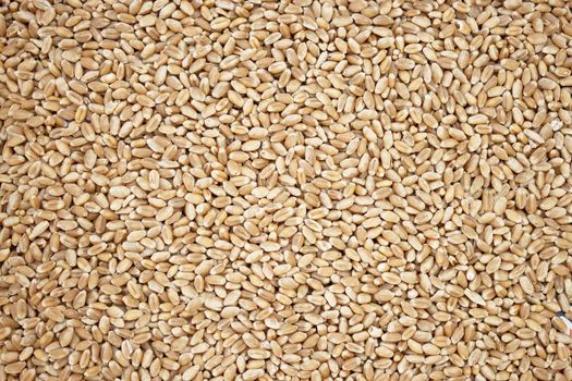 Wheat grains lie on a flat surface