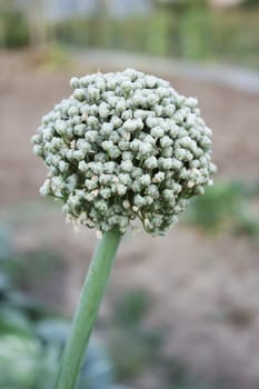 Uterine bow in the garden begins to produce seeds