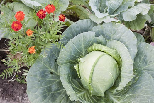 In one garden of growing cabbage and flowers