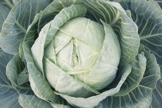 A head of cabbage on a bed garden