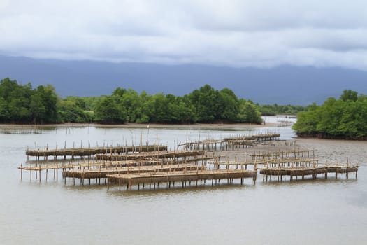 Shellfish farm, Thailand