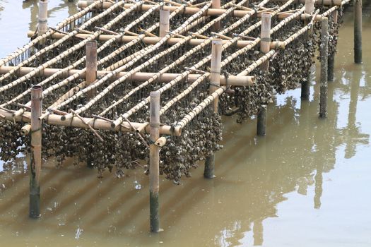 Shellfish farm, Thailand