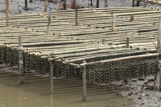 Shellfish farm, Thailand