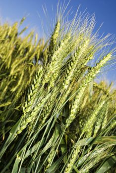 Fresh green wheat field against sky