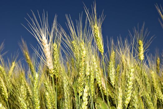 Fresh green wheat field against sky