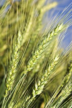 Fresh green wheat field against sky