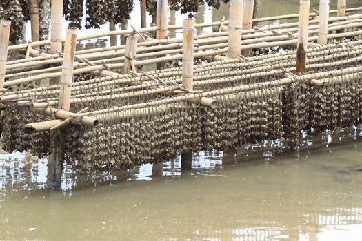 Shellfish farm, Thailand