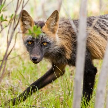 Penetrating gaze of an alert cross fox, a colour variant of the red fox, Vulpes vulpes