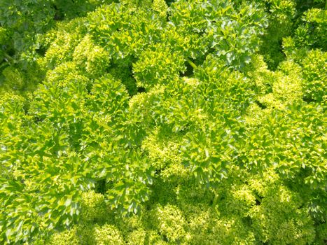 Background texture pattern of fresh spicy green curly parsley still growing in the herb garden