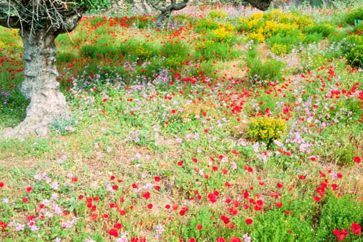 Beautiful meadow of blooming wildflowers under olive trees on farmland in Greece, Europe