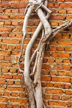 Stock Photo - root wood covered brick wall